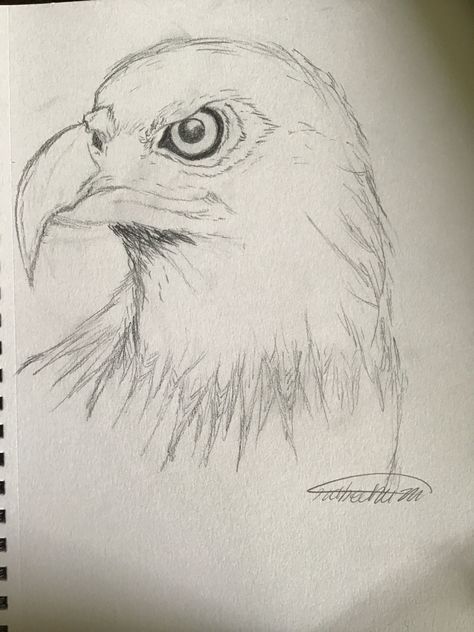 Eagle Drawing Sketches, Bald Eagle Drawing, Hawk Drawing, Eagle Sketch, Eagle Face, Eagle Drawing, Eagle Painting, Pencil Drawings Of Animals, Face Sketch