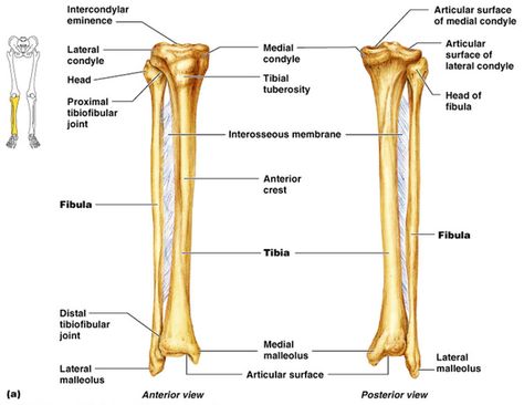 lower leg Calf Anatomy, Radius And Ulna, Histology Slides, Anatomy Flashcards, Foot Anatomy, Anatomy Bones, Head Anatomy, Basic Anatomy And Physiology, Leg Bones