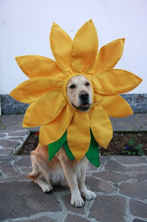 Pony Costumes, Diy Pet Costumes, Golden Retriever Halloween, Dog Lion Mane, Dog Party Decorations, Sun Mask, Sunflower Head, Daisy Dog, Halloween Sewing