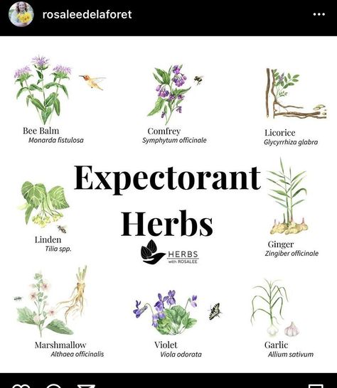 Herbs For Health Natural Antibiotic, Herbal Remedies Recipes, Medical Herbs, Magia Das Ervas, Magic Herbs, Magical Herbs, Natural Healing Remedies, Natural Antibiotics, Herbal Healing