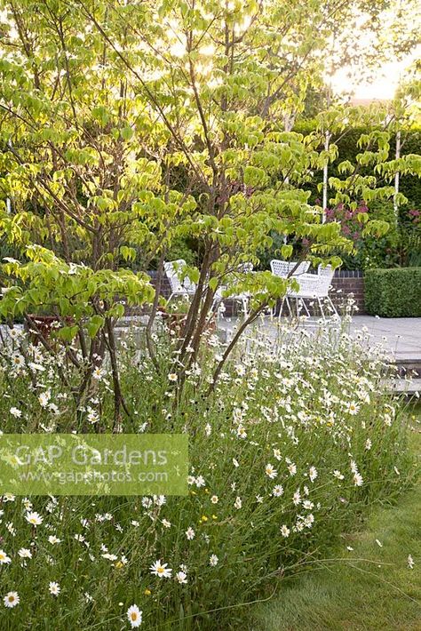 Grass Pathway, Cornus Kousa, Plant Photography, School Garden, Backyard Garden Design, Patio Area, Milky Way, Backyard Garden, Ox