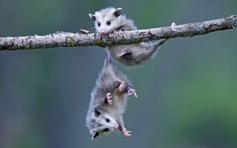 Baby Opossum, Baby Possum, Lil Bro, Wildlife Pictures, Animal Photo, Nature Animals, Animal Kingdom, Animal Photography, Animals Beautiful