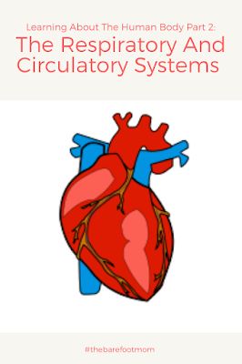 Blood Circulation Diagram, Respiratory And Circulatory System, Circulatory System Projects, Circulatory System For Kids, Circulatory System Activities, Human Circulatory System, Science Homeschool, Human Respiratory System, Human Heart Anatomy