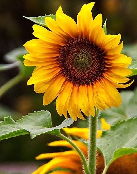 Minimalist Canvas Art, Growing Sunflowers, Sunflower Photography, Sunflower Drawing, Sunflowers And Daisies, Sunflower Pictures, Sunflower Garden, Sunflower Wallpaper, Montage Photo