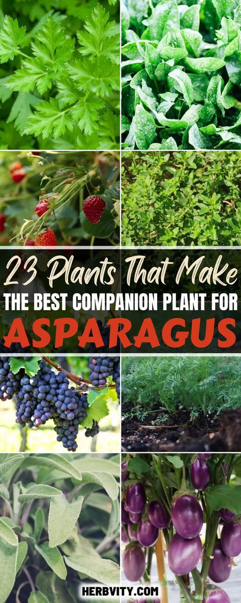 A companion planting guide providing information on the benefits of companion planting for asparagus Asparagus Patch, Asparagus Garden, Nitrogen Fixing Plants, Lacewings, Best Companion Plants, Companion Planting Guide, Asparagus Plant, Companion Gardening, Garden Companion Planting