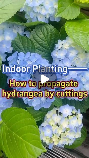 Gardening | Housewife | Farm on Instagram: "How to propagate hydrangea cuttings

#plant #plantbased #plants #plantlover #plantsofinstagram #plantsmakepeoplehappy #plantas #plantlife #plantbaseddiet #plantpower #plantmom #plantlove #plantpowered #plantlady #plantaddict #plantmedicine #plantgang #plantcollection #plantstagram #plantsplantsplants #plantsmakemehappy #plantslover #backyardgarden #garden #gardening #gardenings #gardeninglife #gardeningtips" Hydrangea Propagation In Water, How To Propagate Hydrangeas, Propagate Hydrangea, Hydrangea Cuttings, Propagating Hydrangeas, Repotting Plants, Propagate Plants, Flower Planting, Indoor Planting