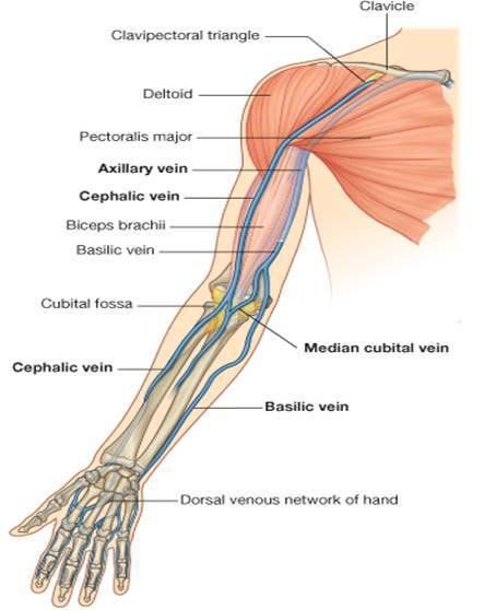 Note: Cephalic vein passing through clavipectoral fascia drains into - Axillary vein Forearm Veins, Greys Anatomy Book, Ultrasound School, Arm Veins, Joints Anatomy, Biceps Brachii, Leg Veins, Vein Thrombosis, Arteries And Veins