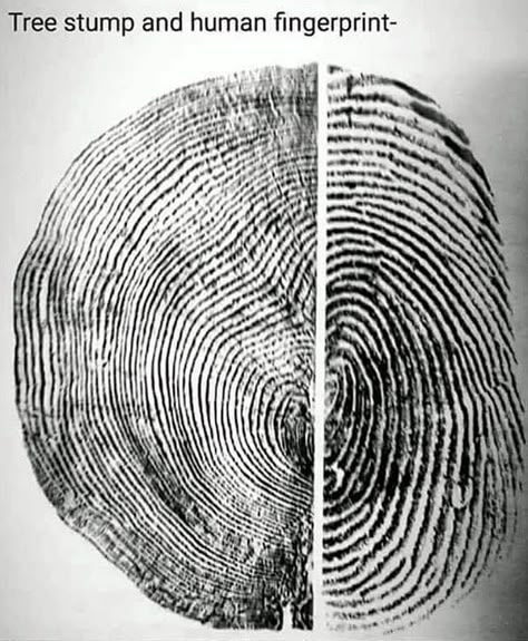 Human Finger, Tree Rings, Tree Stump, Human Connection, Human Nature, Tattoo Idea, Birds Eye, Fingerprint, Nature Art