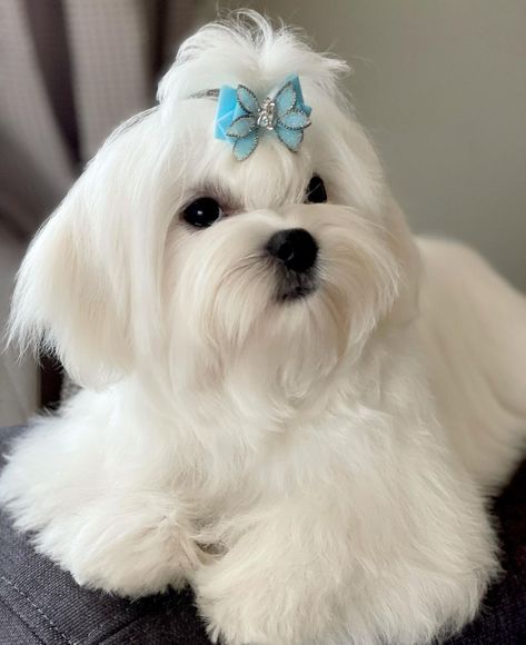 Puppies That Dont Shed, Maltese Haircuts, Maltese Haircut, Poodle Toy, Bichon Frise Dogs, Animals Amazing, Cute Dog Pictures, Maltese Puppy, Shih Tzu Puppy