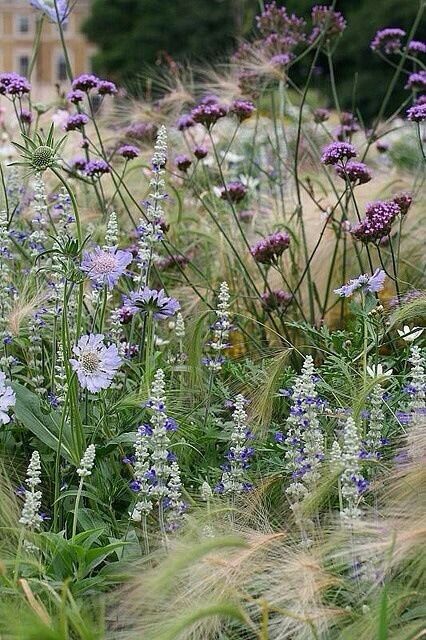 Have Inspiration, Plant Combinations, Kew Gardens, Gorgeous Gardens, Garden Cottage, Country Gardening, Purple And White, Garden Spaces, The Grass