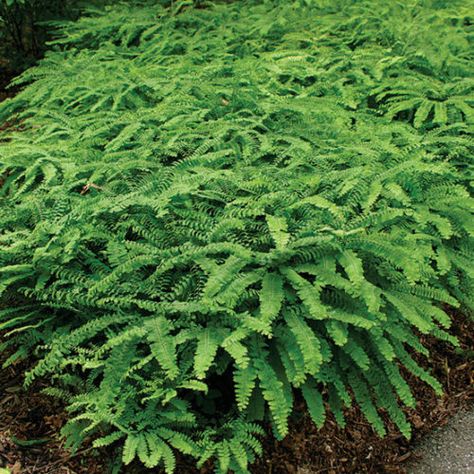 Maiden Fern, Adiantum Pedatum, Fern Photo, Shady Plants, Plant Palette, Maidenhair Fern, Ferns Garden, Shade Gardens, Plant Guide