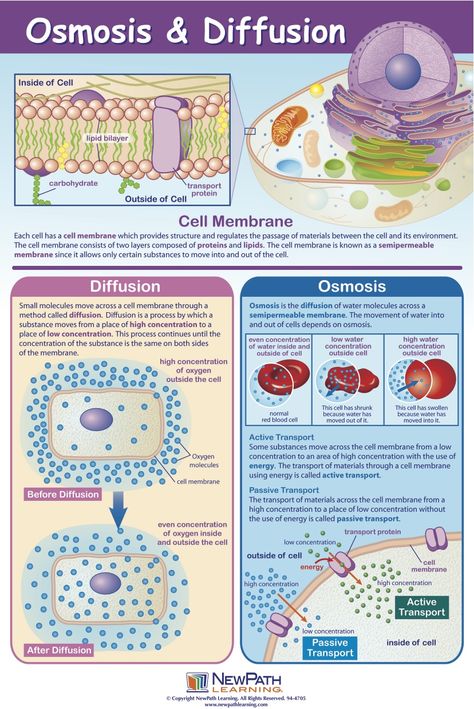 Diffusion and Osmosis A Level Biology, Biology Classroom, High School Biology, Ap Biology, Biology Teacher, Biology Lessons, Teaching Biology, Science Notes, Biology Notes