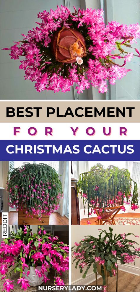 "Discover the best placement for your Christmas Cactus to thrive! Learn essential Christmas Cactus care tips, including optimal light and humidity conditions. Whether you have a Christmas Cactus plant, Easter Cactus, or Thanksgiving Cactus, find out how to enhance their beauty. Explore techniques for Christmas Cactus propagation and ensure your holiday cactus blooms beautifully each season. Perfect for plant lovers looking to elevate their cactus care routine!" Propagating Christmas Cactus, Cactus Propagation, Propagation Methods, Mistletoe Cactus, Christmas Cactus Flower, Christmas Cactus Propagation, Cactus Centerpiece, Christmas Cactus Care, Christmas Cactus Plant