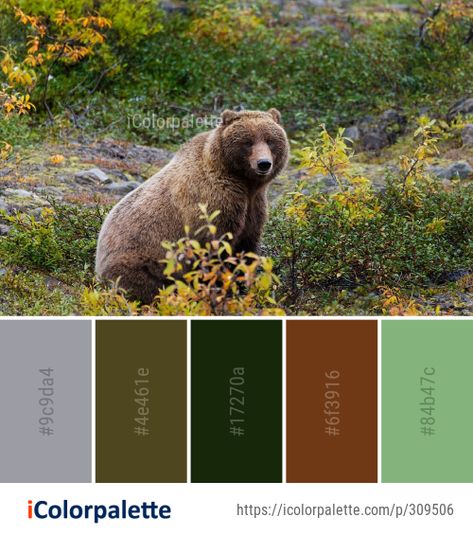 Color Palette Ideas from Grizzly Bear Fauna Mammal Image | iColorpalette Color Palette Ideas, Bear Character, Bear Brown, Color Schemes Colour Palettes, Palette Ideas, Nature Color Palette, Grizzly Bear, Drawing Tutorials, Colour Palettes