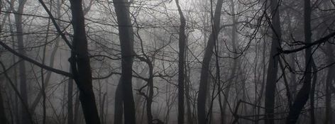 Dead Forest, العصور الوسطى, Aesthetic Header, 2560x1440 Wallpaper, Facebook Cover Images, Twitter Header Pictures, Dark Images, Forest Background, Twitter Header Photos