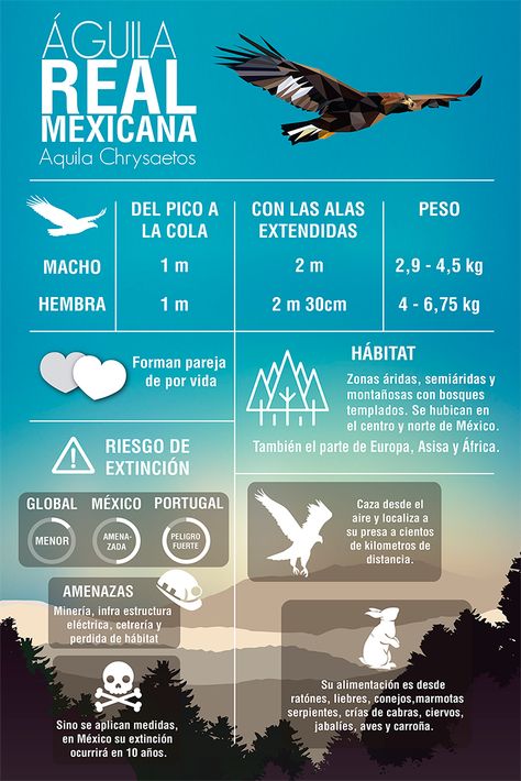 Datos curiosos sobre el Águila Real Mexicana #Infografia #Naturaleza #Aves Rack Cards Design, Spanish Lesson Plans, Data Visualization Design, Animal Conservation, Infographic Poster, Infographic Illustration, Isometric Design, Spanish Lessons, Field Guide