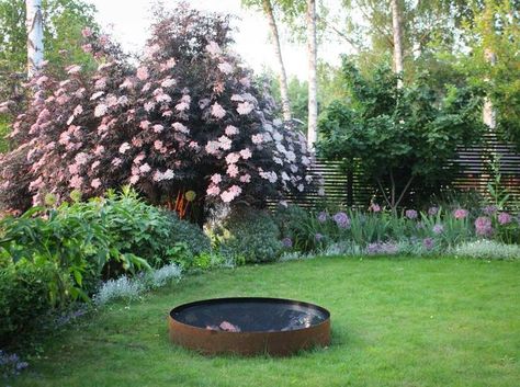 Sambucus Nigra Black Lace, Black Lace Elderberry, Sambucus Nigra, Make Lemonade, Garden On A Hill, Landscape Designer, European Countries, Back Garden, Small Trees