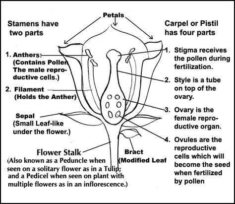 Parts of a Flower Diagram with explanations. Diagram Of The Eye, Igcse Biology, Flower Anatomy, Earth Science Activities, Science Inquiry, Plants Unit, Business Plan Template Free, Tens And Ones, Parts Of A Flower