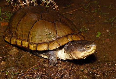 Arizona Mud Turtle Egyptian Tortoise, Mud Turtle, Russian Tortoise Diet, Freshwater Turtles, Tortoise Enclosure, Russian Tortoise, Strange Animals, Amazing Frog, Easy Pets