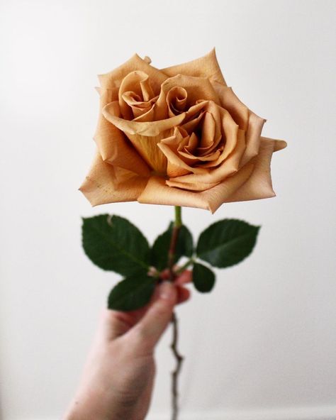 Custom Wedding Flowers For All on Instagram: “The Toffee Rose is one of my personal favourites (I’m sure many other florists would agree) 🧡🌿 Its burnt, Carmel colour tone is bold yet…”