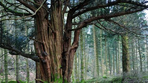 Ancient Yew Tree, English Yew, Yew Tree, Tree Aesthetic, Taxus Baccata, Tree Id, Hedging Plants, Tree Seeds, Ornamental Trees