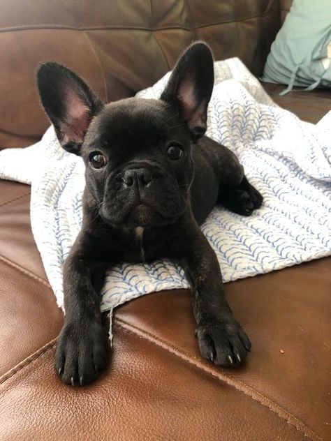 French Puppy, Frenchie Bulldog Puppy, Grey French Bulldog, Baby French Bulldog, Big Dogs Breeds, Biggest Dog In The World, Cute Animal Tattoos, Biggest Dog, French Bulldog Funny