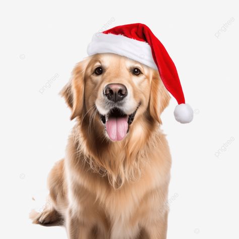 golden retriever dog wearing a santa hat for christmas christmas dog christmas pet pet friendly pn Golden Retriever White Background, Golden Retriever Christmas Pictures, Golden Retriever For Christmas, Golden Retriever Christmas Card, Golden Retriever Christmas, Retriever Dog, Dog Wear, Dogs Golden Retriever, Christmas Hat