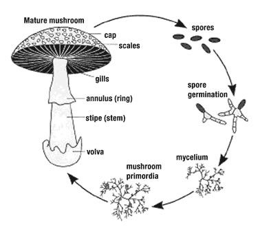 Growing Mushrooms At Home, Mushroom Spores, Mushroom Cultivation, Garden Mushrooms, Plant Science, Mushroom Fungi, The Mushroom, Homeschool Science, Mushroom Art