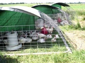 American Pastured Poultry Producers Association - Hansen Cattle Panel Hoop House for Pasture-Raised Chickens Cattle Panel Chicken Tractor, Chicken Pasture, Pastured Poultry, Hoop House, Meat Birds, Cattle Panels, Chicken Tractors, Chicken Tractor, Farm Stuff