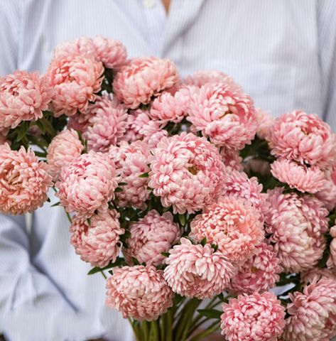 China Aster, Callistephus Chinensis, Creamy Salmon, Flower Identification, Aster Flower, Paper Daisy, Light Salmon, Plant Spacing, Floral Garden