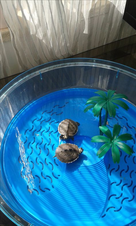 Turtle Pet Care, Turtle Pet Tanks, Pet Turtle Tank Aesthetic, Turtle Pet Aesthetic, Pet Turtle Aesthetic, Turtle Tub, Turtle Cage, Turtle Pet, Turtle Pets