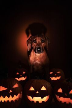 Photo Shoot For Dogs, Halloween Photoshoot With Dog, Halloween Dog Photography, Pet Halloween Photoshoot, Halloween Pet Photoshoot, Dog Fall Photoshoot, Cute Dog Photoshoot Ideas, Dog Halloween Photoshoot, Halloween Dog Photoshoot