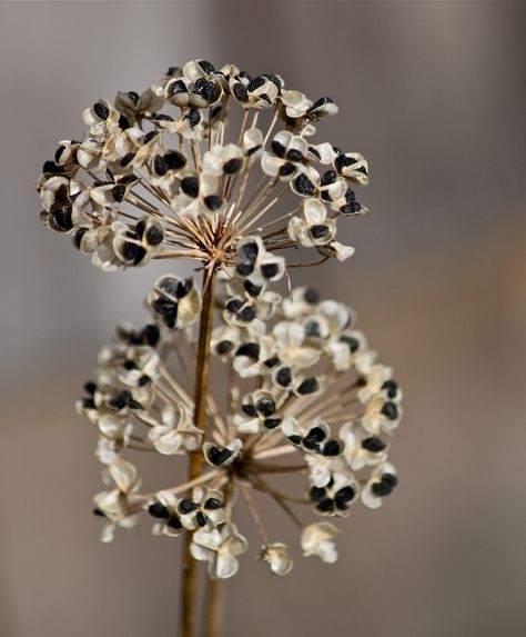 Allium Seed Heads by Imofftoseethewizard - LRiley                                                                                                                                                                                 More Seed Heads Drawing, Seed Heads Photography, Seed Heads, Dried Plants, Modernist Silver Jewelry, Allium Flowers, Dry Plants, Grass Seed, Airbrush Art