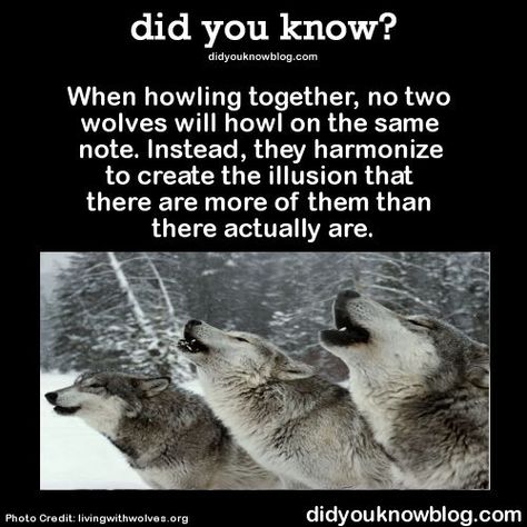 Log in | Tumblr | Animal facts, Facts about wolves, Beautiful wolves Wolf Facts, Facts About Wolves, Crazy Animals, Wolf Stuff, Wolf Quotes, Wolf Spirit Animal, Wolf Love, She Wolf, Movie Memes