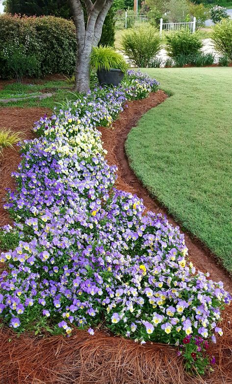 Front Yard Landscaping Georgia, Georgia Landscaping Ideas, South Georgia Landscaping Ideas, Fall Landscaping Front Yard, Fence Edging Ideas, Georgia Gardening, Fall House Decor, Front Garden Landscaping, Fence Edging