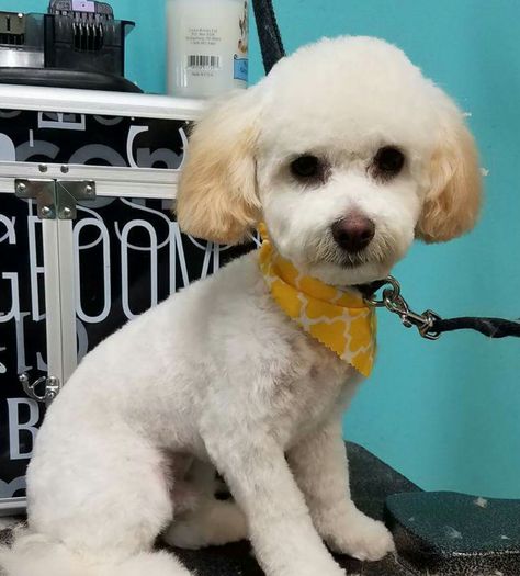 Corte French Poodle, Short Poodle Haircut, Mini Poodle Haircut, Toy Poodle Grooming, Poodle Grooming Styles, Yorkie Poo Haircut, Miniature Poodle Haircuts, Cockapoo Grooming, Maltese Dogs Haircuts