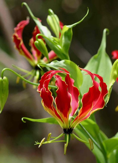 Glory-lily: Gloriosa Gloriosa Superba, Glory Lily, Flame Lily, Gloriosa Lily, Fire Lily, Community Projects, Africa Wildlife, Irish Whiskey, Flower Beauty