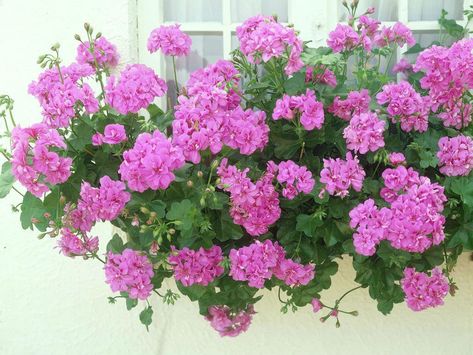 Plants For Sun, Lantana Camara, Buddleja Davidii, Potted Geraniums, Geranium Plant, Garden Container, Perennial Shrubs, Flower Baskets, Sun Plants