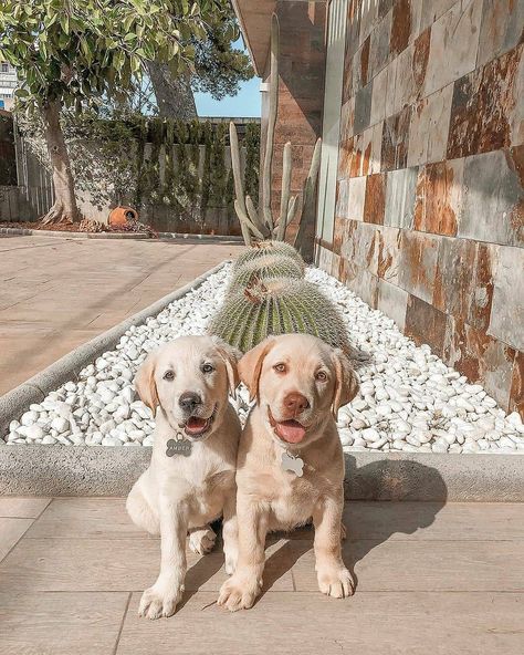 Labrador Moments® on Instagram: “We just learnt cactus aren’t best thing to play with...😂 📷 Credit 👇 @labrador_amberhazel - Tag your friends who needs to see this cuties❗🐕💕…” Dudley Labrador, Labrador Retriever Facts, Labrador Retriever Training, Mexican Hairless Dog, Hairless Dog, Lab Puppy, Labrador Retriever Puppies, Lab Puppies, French Bulldog Puppy