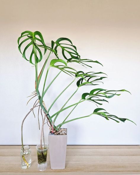 Our.Lucky.Roots | Monstera Burle Marx Flame 🫶 We have finally decided to cut this beauty, we are keeping the top 6 leaves this time 😊🔥 It's currently… | Instagram Plant Cabinet, Burle Marx, Balcony Plants, Plant Collection, Rare Plants, Monstera Leaf, The Plant, Plant Lover, How To Grow