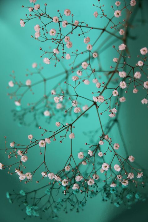 photo by Rick Ligthelm                                                                                                                                                      More Te Extrano, Turquoise Aesthetic, Aqua Turquoise, Jolie Photo, Little Flowers, Tiffany Blue, Turquoise Color, Teal Green, Love Flowers