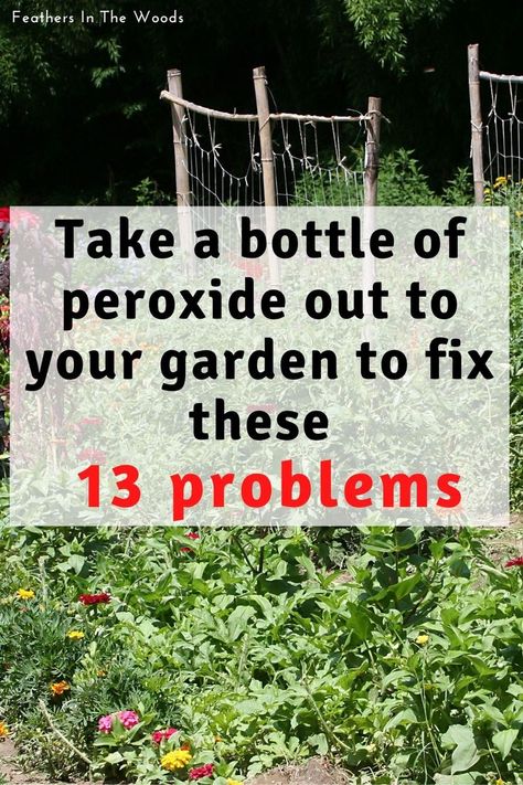 Garden Gardens Vegetable, Peroxide Uses, Garden Hacks Diy, Garden Remedies, Garden Bugs, Plant Care Houseplant, Backyard Plants, Vegetable Garden Diy, Root Rot