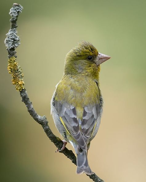 roenling , European Greenfinch  European_Greenfinch #nature #exclusive wildlife #exclusive_shots  #wildlifeplanet #wildlifephotography Greenfinch, Chaffinch, Goldfinch, Bird Pictures, Wildlife Photography, The Birds, Birds, Animals, Photography