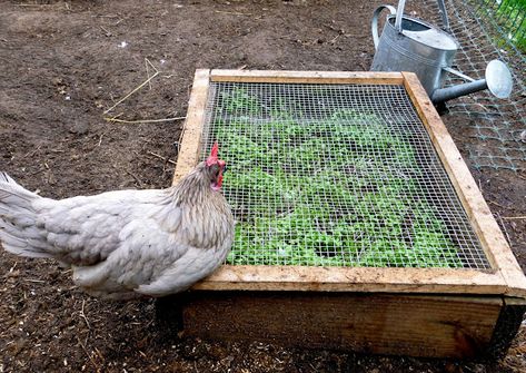 Diy Chicken Salad, Chicken Salad Bar, Chicken Pen, Chicken Life, Diy Chicken, Building A Chicken Coop, Chicken Feed, Diy Chicken Coop, Chicken Diy