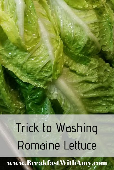 How To Wash Lettuce, How To Clean Romaine Lettuce, Storing Romaine Lettuce In Fridge, How To Wash Romaine Lettuce, How To Clean Lettuce, How To Cut Romaine Lettuce For Salad, Roman Lettuce Recipes, How To Store Romaine Lettuce In Fridge, Romaine Salad Recipes