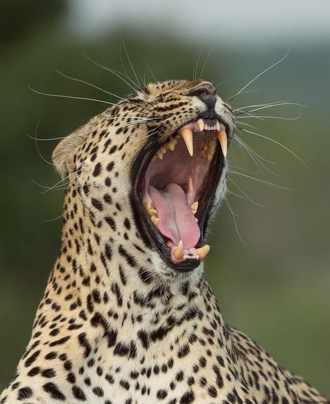 A leopard has a multitude of features that allow it to be successful in a variety of habitats. Their fierce teeth are obvious but their… Leopard Teeth, Tiger Teeth, Collage Pics, Tiger Tooth, Journal Collage, Leopard Cat, Spotify Covers, Leopards, Be Successful