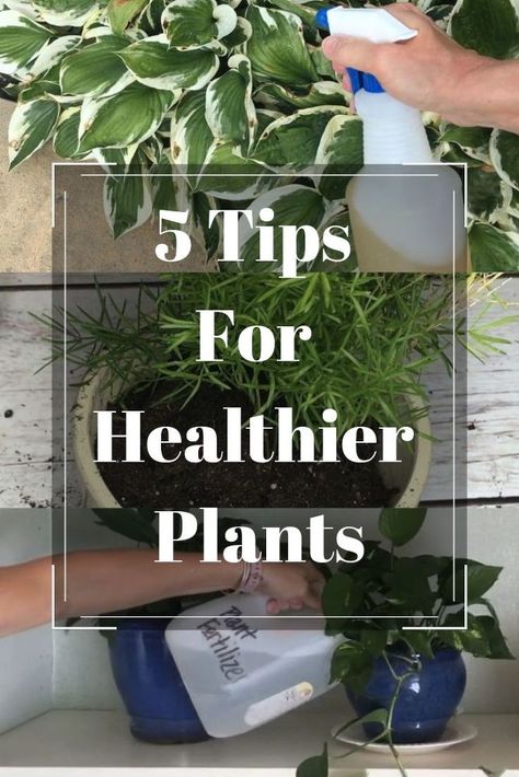 Give your plants life again with these great tips for healthier plants. A smple and beautiful way to cultivate an indoor space is with healthy green plants. Purify your home with fabulous, healthy plants. diy | plants | diy house plants | healthy plants | houseplants | tips | for home | products | how to grow Ajax Dish Soap, Plants Tips, Plants Diy, Garden Frogs, Hosta Plants, Wood Planter Box, Plant Hacks, Tomato Cages, Plant Decor Indoor