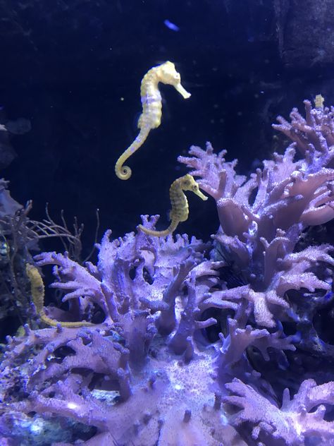 (placeholder image) Hippocampus Aesthetic, Seahorses Aesthetic, Sea Horse Aesthetic, Seahorse Aesthetic, Beach Animals, Placeholder Image, Grid Drawing, Sea Pictures, Sea Horses