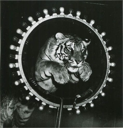 A Tiger Jumps Through the Hoop, ca. 1945  Weegee Roger Mayne, Circus Lion, Circus Aesthetic, Lion Tamer, Dark Circus, Tiger Illustration, Wild Eyes, Night Circus, Circus Animals