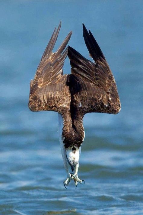 Osprey diving for a fish near Cocoa Beach, Florida. Photo Animaliere, Animal References, An Eagle, Pretty Birds, Birds Of Prey, Wild Birds, Bird Watching, 귀여운 동물, Beautiful Creatures